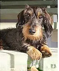 Rauhaardackel auf dem Sofa, Hunde sind in der Ferienwohnung Deichkieker willkommen